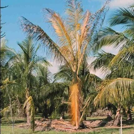 thumbnail for publication: Lethal Yellowing (LY) of Palm